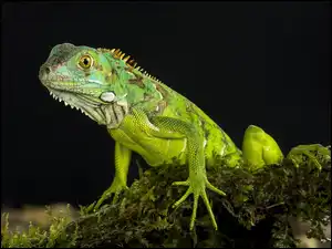 Iguana, Jaszczurka, Legwan zielony