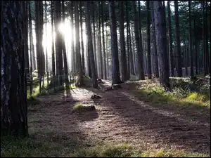 Ogrodzenie, Wschód słońca, Drzewa, Las, Poranek
