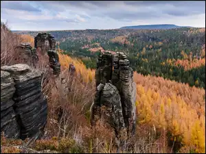 Drzewa, Formacje, Las, Jesień, Skały