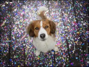 Konfetti, Pies, Płochacz holenderski, Kooikerhondje