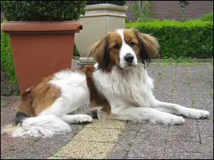 donice, Płochacz holenderski, Kooikerhondje