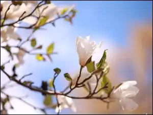 Krzew, Biała, Magnolia, Kwiat