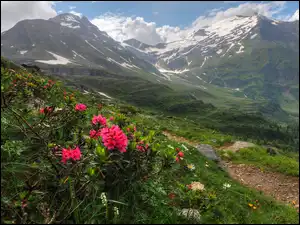 Ścieżka, Góry, Kwiaty, Dolina, Trawa, Rododendron