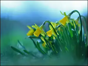 Kwiaty, Żonkile, Żółte