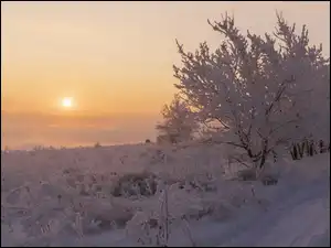 Ośnieżone, Rośliny, Zima, Wschód słońca, Drzewa