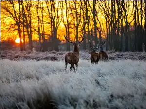 Łąka, Słońca, Las, Jelenie, Zachód
