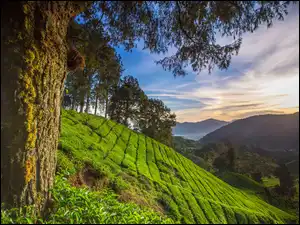 Malezja, Wzgórze, Stan Pahang, Góry, Cameron Highlands, Pole, Plantacja, Drzewa, Herbaty