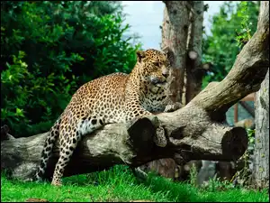 Trawa, Jaguar, Kłody