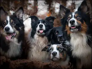 Psy Border collie w lesie