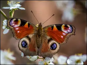 Owocowe, Motyl, Gałąź, Drzewo