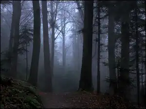 Mgła, Las, Ścieżka