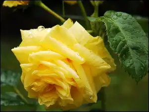 Ogród, Żółta, Róża, Krople