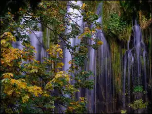 Jesienne drzewa na tle wodospadu Mossbrae Falls