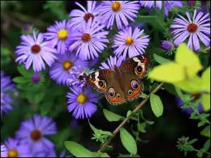 Astry, Motyl, Fioletowe, Kwiaty