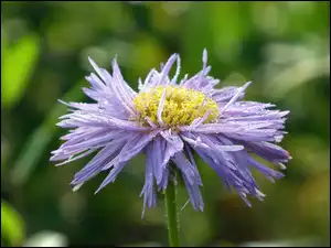 Aster, Przyroda, Kwiat