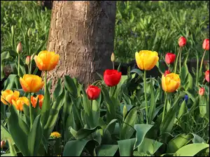 Tulipany, Żółte, Czerwone