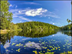 Norwegia, Jezioro, Las