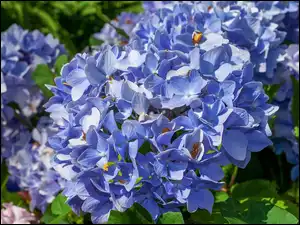 Hortensje