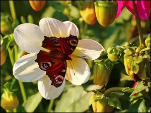 Owad, Rusałka Pawik, Motyl, Czerwony