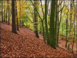 Skarpa, Las, Brązowe, Jesień, Drzewa, Liście