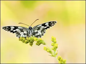 Motyl na kwiatku