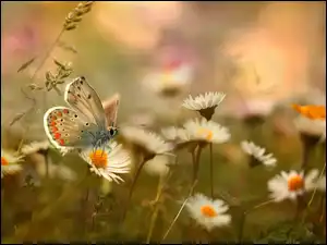 Kwiaty, Motyl, Modraszek, Stokrotki