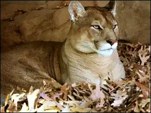 Liście, Puma