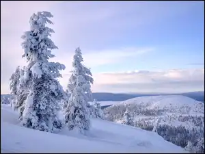 Śnieg, Zima, Ośnieżone, Góry, Dwa, Drzewa