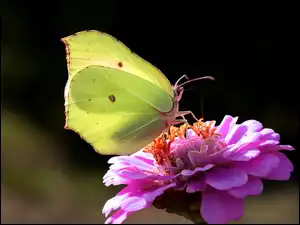 Cynia, Motyl, Cytrynek, Kwiat