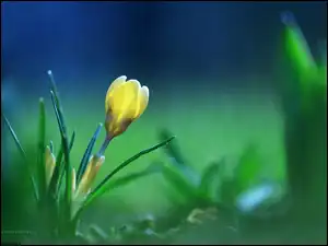 Kwiat, Żółty, Krokus