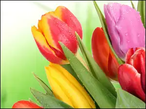 Krople, Kolorowe, Mokre, Tulipany
