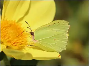 Owad, Motyl, Cytrynek