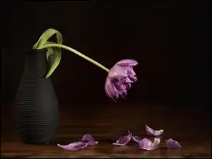 Wazon, Płatki, Natura, Martwa, Tulipan
