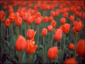 Rozmycie, Czerwone, Kwiaty, Tulipany