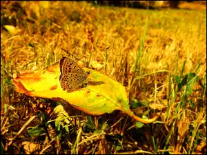 Jesień, Motyl, Czerwończyk uroczek, Liść