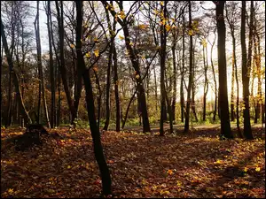Przebijające Światło, Park, Drzewa, Jesień