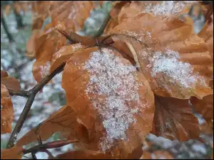 Śnieg, Liście, Pomarańczowe