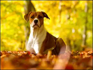 Liście, Pit Bull Terrier, Jesienne