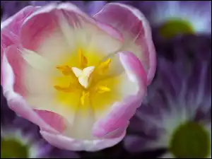 Tulipan