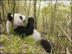 Posiłek, Panda