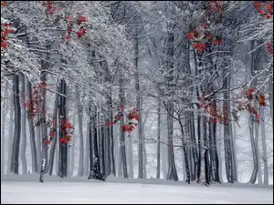 Liście, Las, Zima, Czerwone