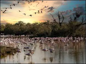 Flamingi w jeziorze