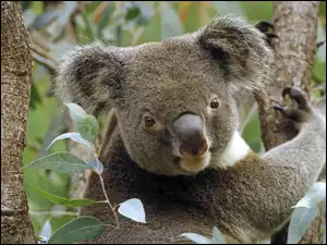 Australia, Miś, Koala