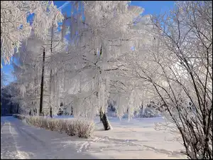 Śnieg, Zima, Oszronione, Gałęzie, Droga, Drzewa