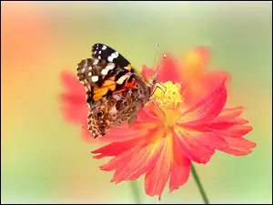 Motyl, Osetnik, Kwiat, Pomarańczowy, Rusałka
