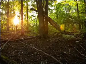 Światło, Las, Gałęzie, Przebijające