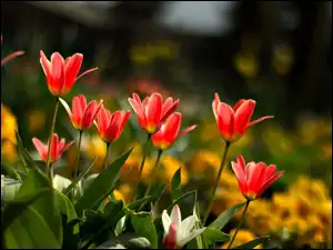 Tulipany, Kwiaty, Czerwone