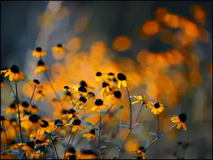 Blask, Żółte, Kwiaty, Rudbekia