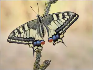 Gałąź, Motyl, Paź królowej