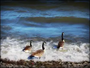 Kanadyjskie, Kamienie, Bernikle, Kaczki, Fale
